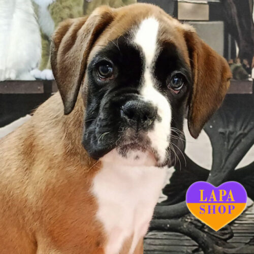 Красуня породи німецький боксер Barbara шукає люблячу родину