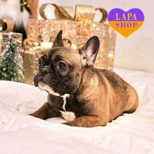 Barselona — девочка породы французский бульдог ждет своей семьи