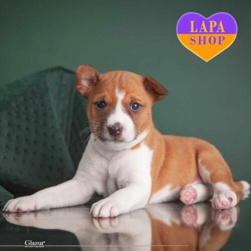 Мила рудо-біла дівчинка породи басенджі