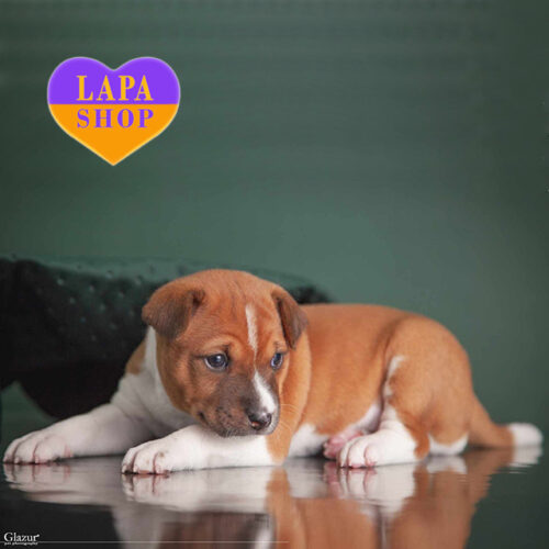 Рудо-біла дівчинка породи басенджі