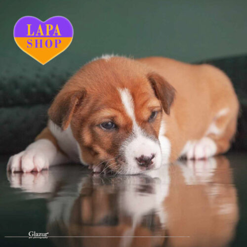 Дівчинка красуня породи басенджі рудо-білого забарвлення