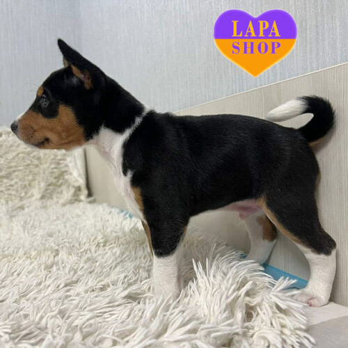 A Charming Tricolor Basenji Boy