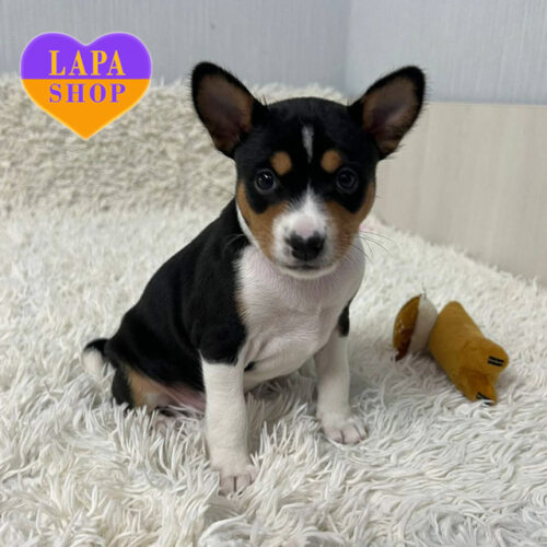 A Basenji Beauty With Tricolor Coat