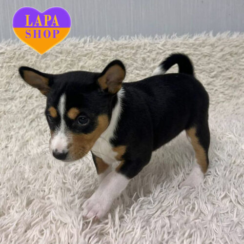 A Lovely Tricolor Basenji Girl