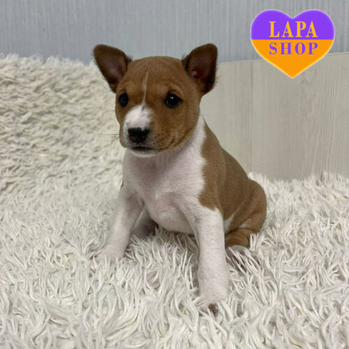 Red-and-White Basenji Girl is Waiting for Her Family