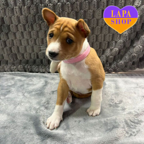 Red-and-White Beauty of the Basenji Breed