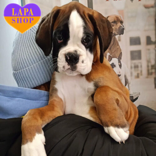 Чарівний хлопчик породи німецький боксер Bayron шукає люблячу родину