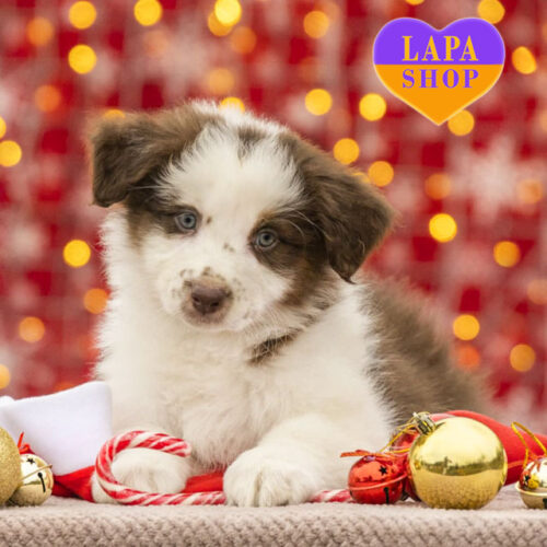 Be My Sunshine – девочка породы австралийская овчарка (аусси) триколорной окраски