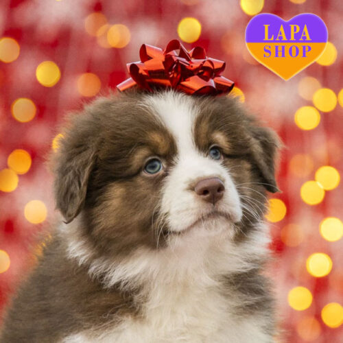 Because It's Time to Begin — Tricolor Girl of Australian Shepherd (Aussie) Breed