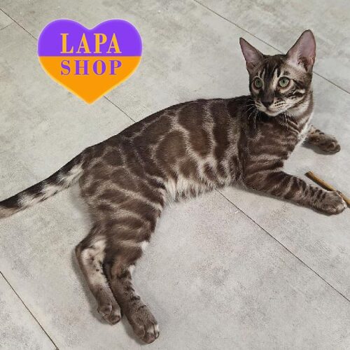 Graceful Bengal Charcoal Cat Amour