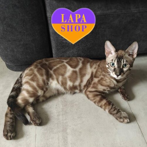 Avalon — изысканный бенгальский котик с редким угольным окрасом