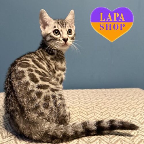 Charming Silver Bengal Kitten