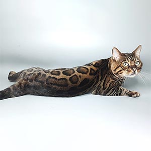 Hope — граційна бенгальська кішка з розкішним забарвленням ben dad 2