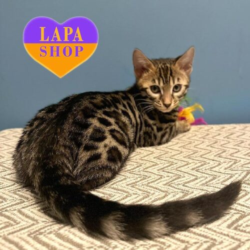 Elegant Bengal Beauty