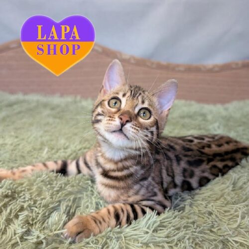 Hope — граційна бенгальська кішка з розкішним забарвленням