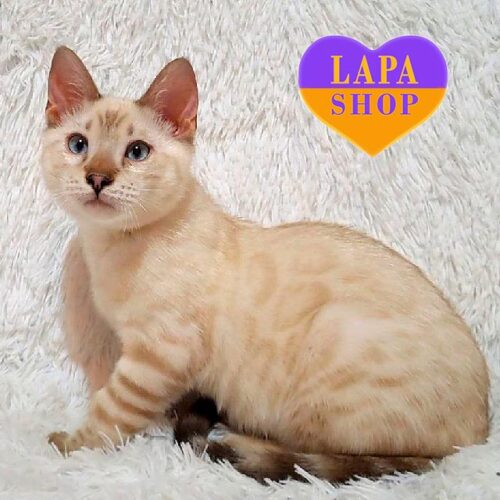 Леон — бенгальський красунчик розкішного снігового забарвлення