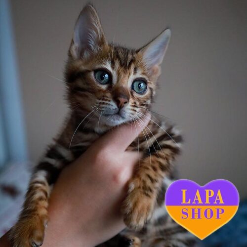 Элегантная бенгальская красавица Margo