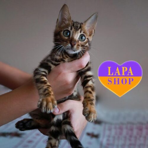 Mars — невероятный бенгальский котенок с золотистым окрасом