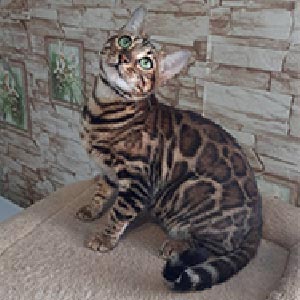 Hope — граційна бенгальська кішка з розкішним забарвленням ben mo