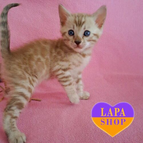 Очаровательный бенгальский котенок снежного окраса Olaf