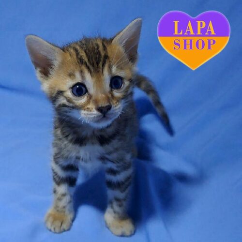 Милая бенгальская кошечка Oливия