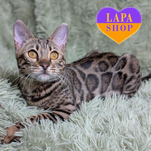 Чарівна бенгальська кішечка Olivia — ваша майбутня улюблениця