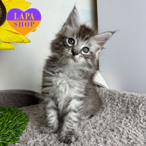 Настоящий красавец породы мейн-кун Benedictus