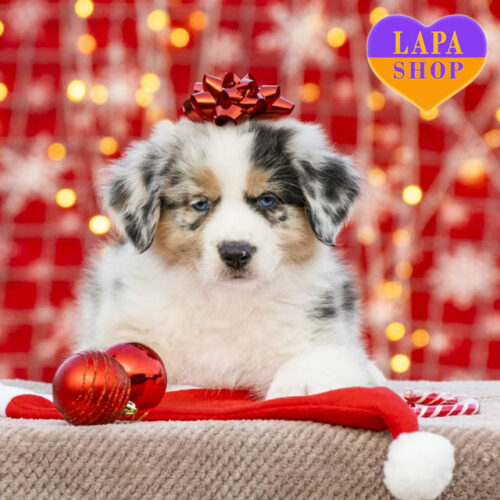 Beyond the Dream — Boy of Australian Shepherd (Aussie) Breed