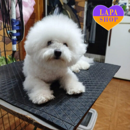 Біла красуня породи бішон фрізе