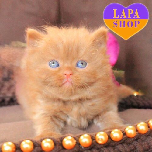 Довгошерста британська красуня в шубці забарвленням цинамон Darina