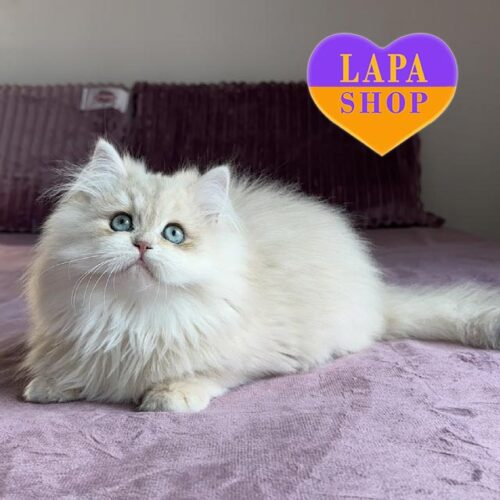 Lexus — голубоглазый британский длинношерстный котенок нежного окраса