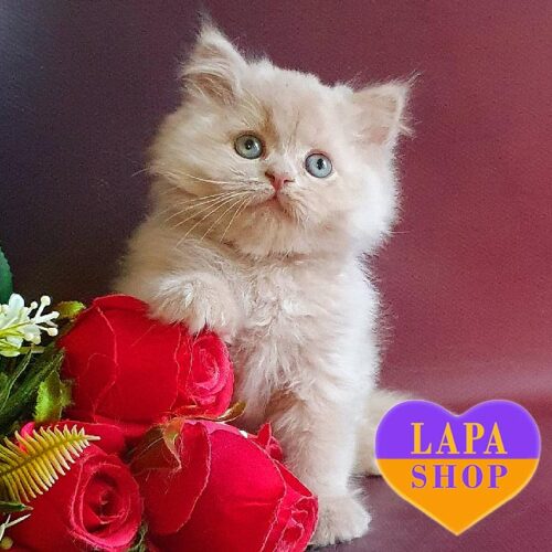 Solomon is a British Longhair Handsome Fawn Kitten