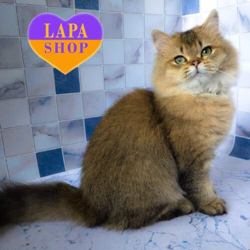 Zorro — британский красавчик в роскошной шубке