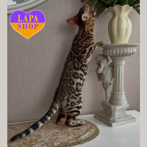 Очаровательная бенгальская кошечка Bonya — в разведение