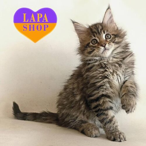 Handsome Maine Coon in a Luxurious Tiger Fur Coat