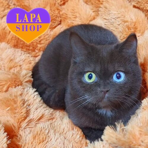 Bonita is an Exclusive British Kitty With a Unique Chocolate Color and Luxurious Multi-colored Eyes