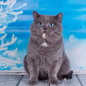 Bonita – эксклюзивная британская кошечка с уникальным шоколадным окрасом и роскошными разноцветными глазами bri dad