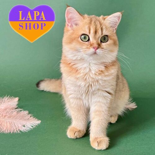 Мафия — британская кошечка в золотой шубке, что светится теплом и изысканностью