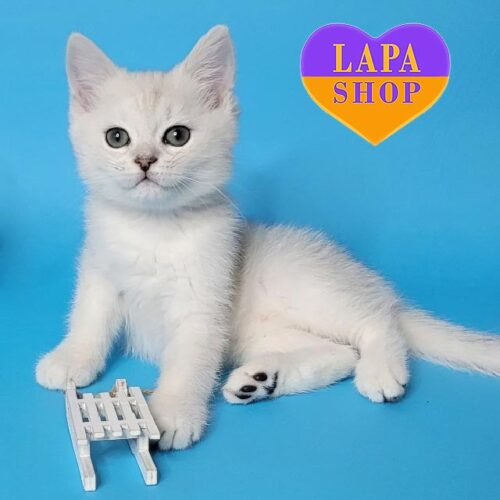 Веселый и игривый британский хулиган Марсель