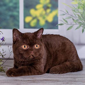 Bonita – эксклюзивная британская кошечка с уникальным шоколадным окрасом и роскошными разноцветными глазами bri momjpg