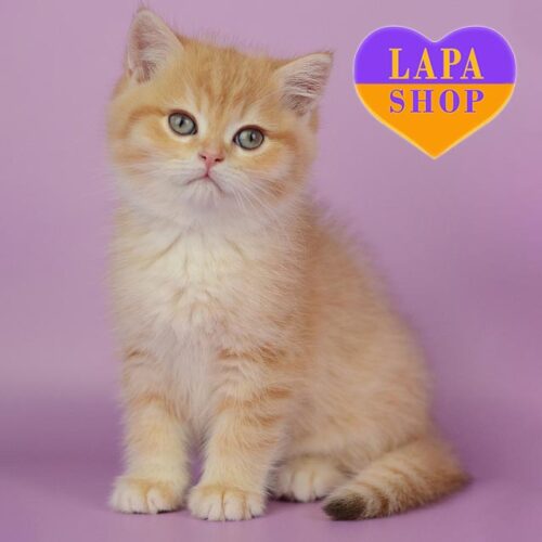 Monti — миле британське кошеня розкішного шоколадно-золотого забарвлення