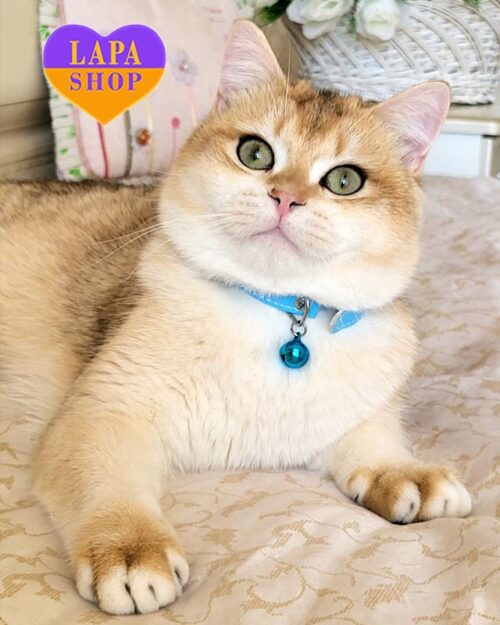 золотий британець