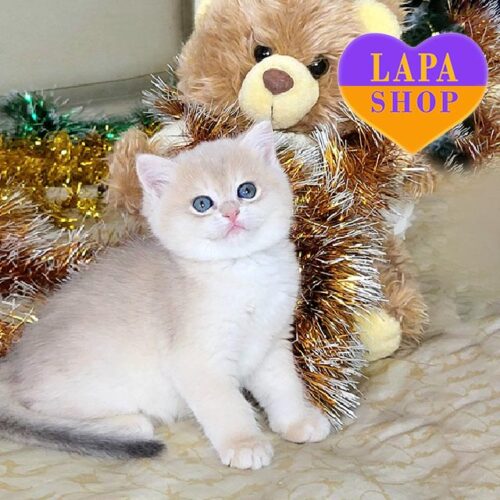 Изящная британская кошечка голубо-золотого окраса Polly