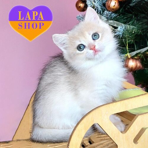 Британский красавчик нежного окраса Potap