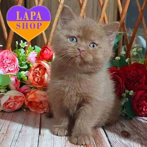 Миле британське кошеня в розкішній шубці забарвленням цинамон Ralf