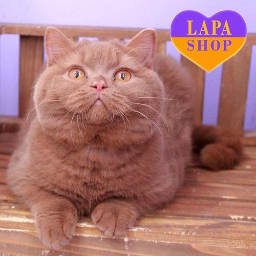 Roxy — елегантний британський котик з густим хутром забарвленням цинамон