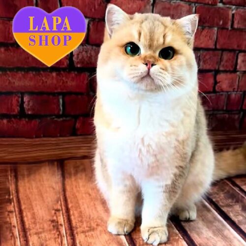 Tomas is a British Handsome Cat in a Luxurious Golden Fur Coat