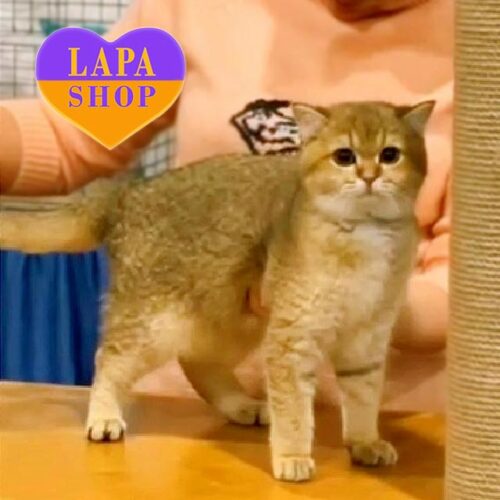 Umka — милый британский котик-мазунчик