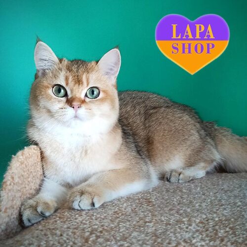 Британская красавица золотого окраса Viola