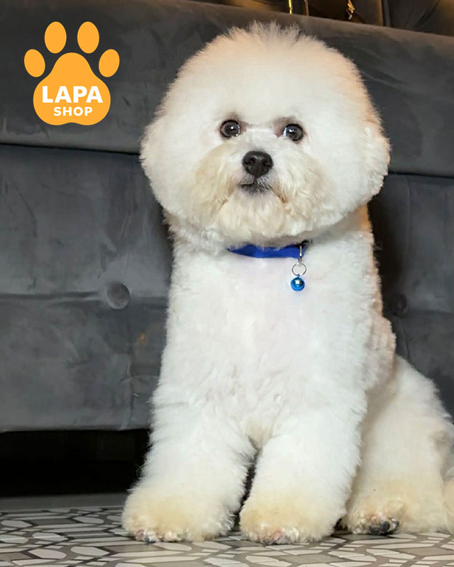 білий бішон фрізе